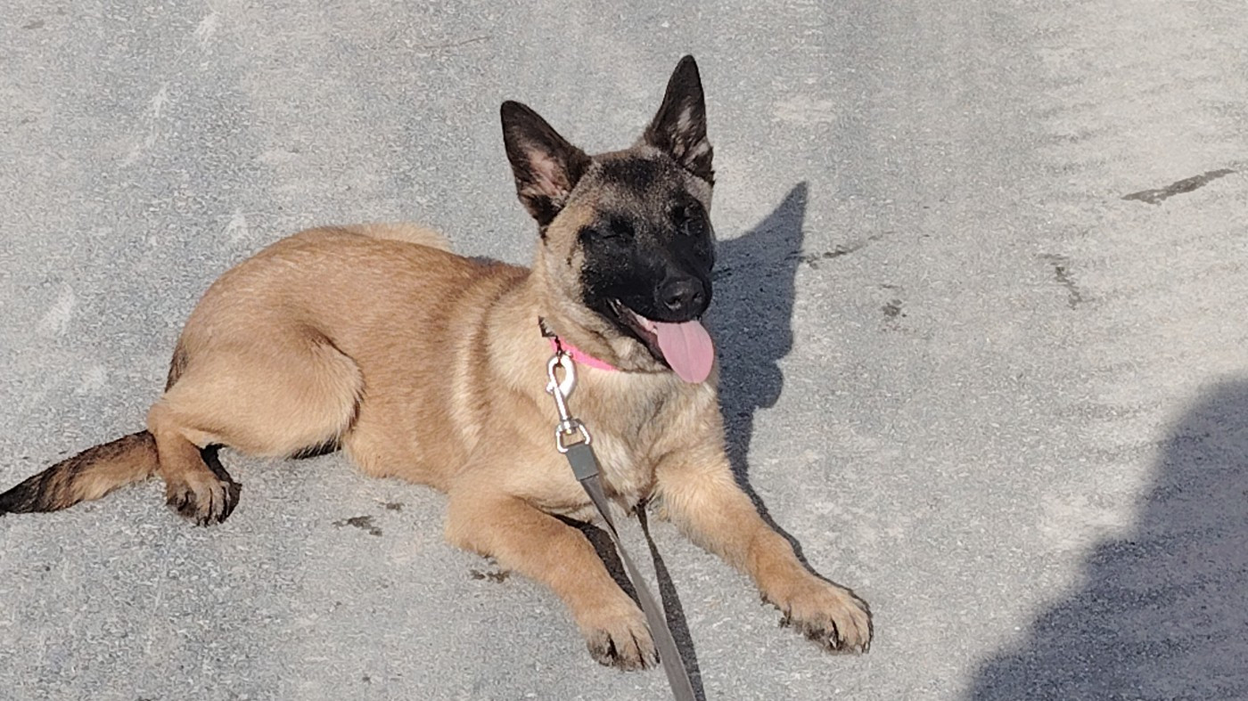 Asmodée Des ombres d'or