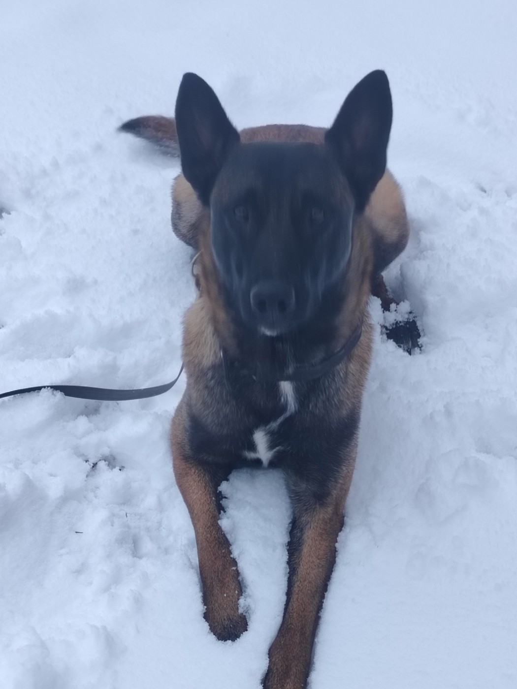 Vickers Des Crocs D'Oska