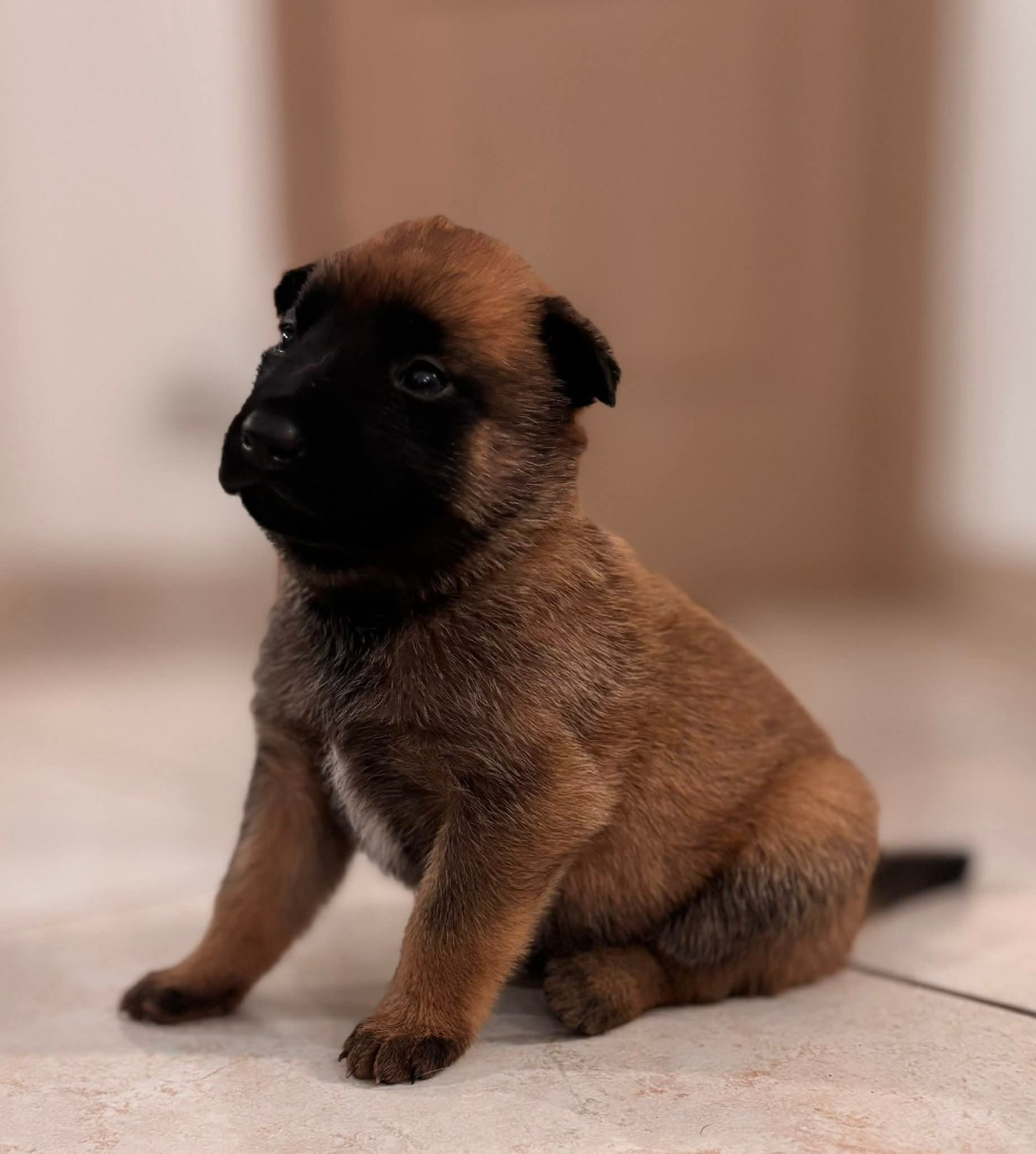 Asmodée des Ombres d'or