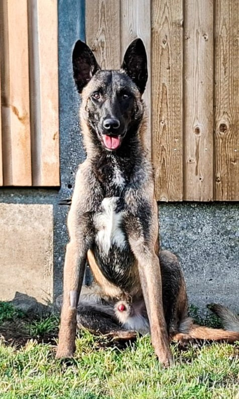 Vickers des crocs d'oska