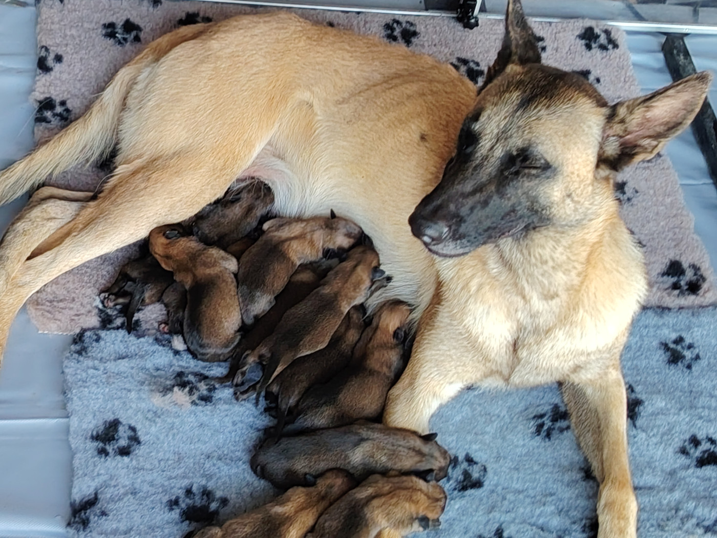 Chiot Berger Belge De La Meute Du Petit Morin