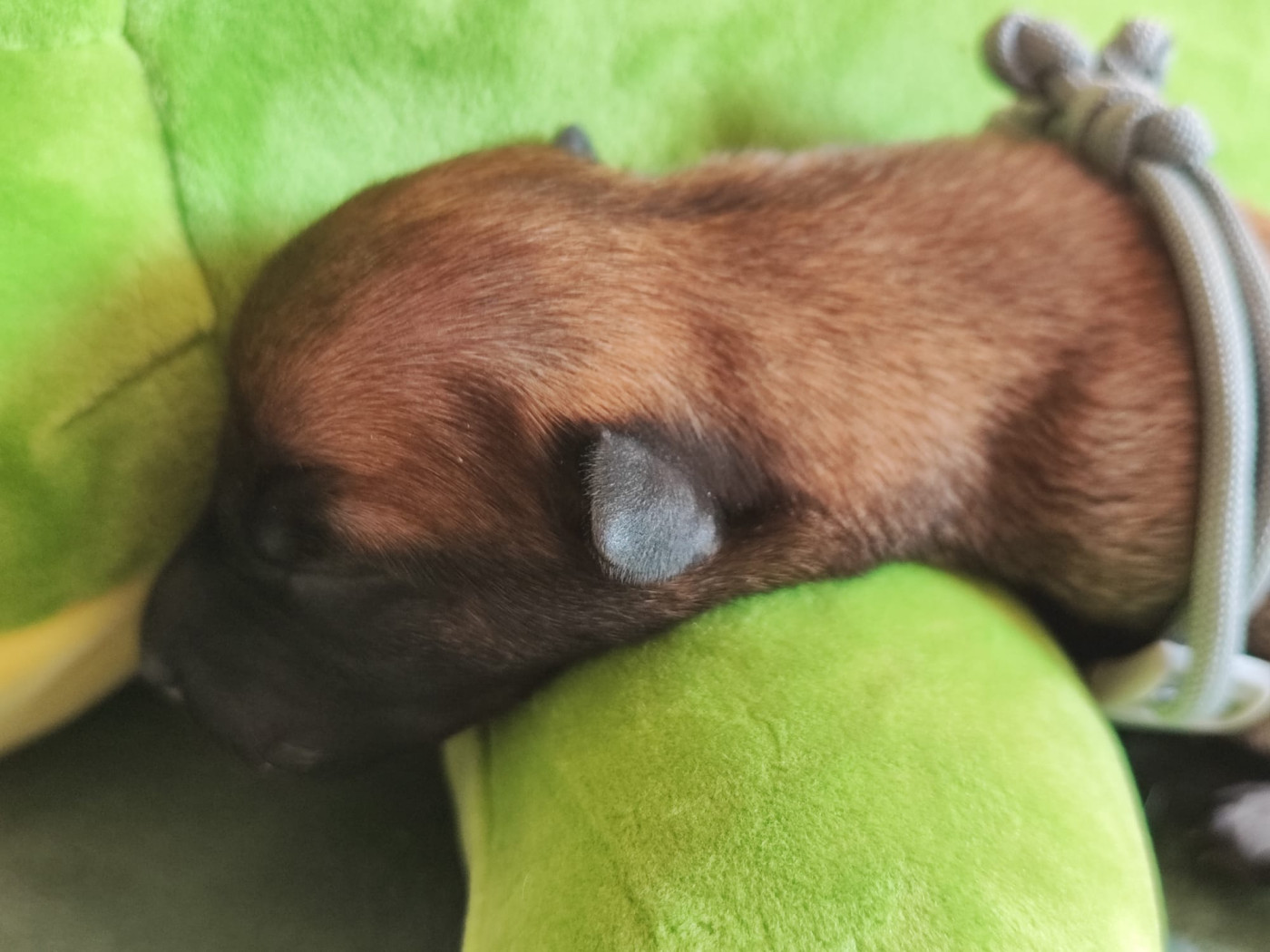 De La Meute Du Petit Morin - Chiots disponibles - Berger Belge