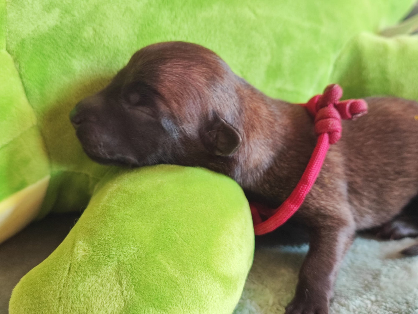 De La Meute Du Petit Morin - Chiots disponibles - Berger Belge