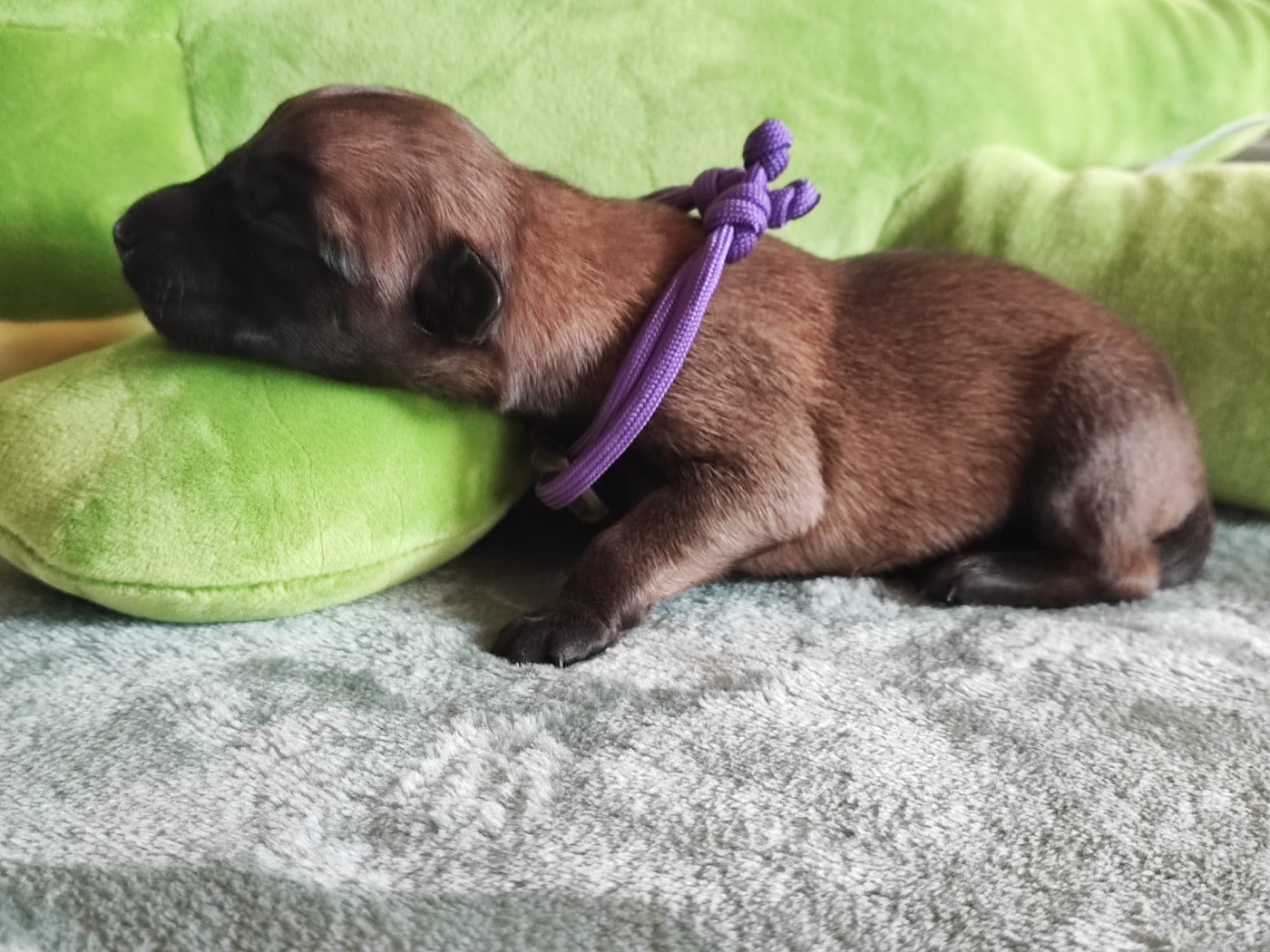 De La Meute Du Petit Morin - Chiots disponibles - Berger Belge