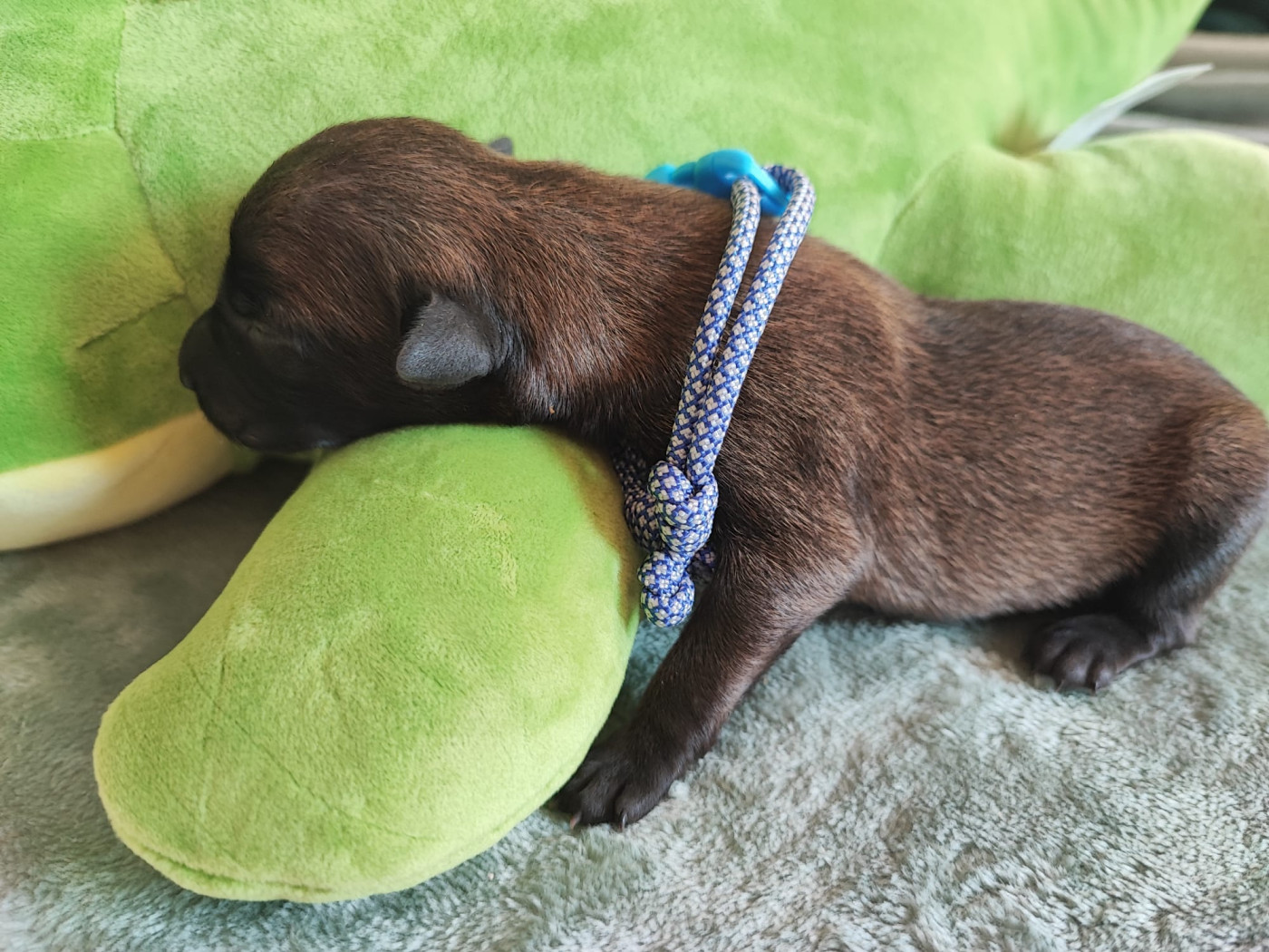 De La Meute Du Petit Morin - Chiots disponibles - Berger Belge