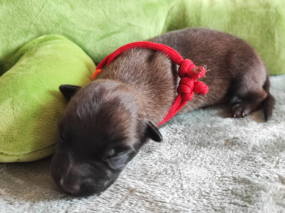 Chiot N°1