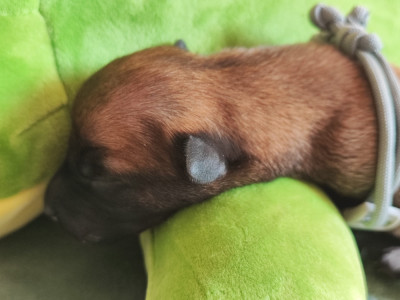 Chiot N°2