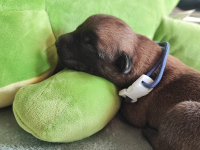 Chiot N°3