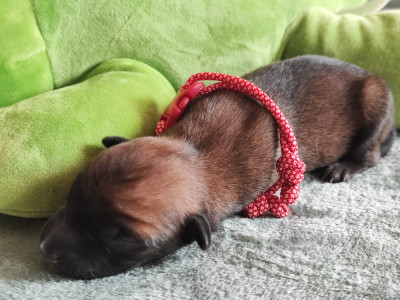 Chiot N°4