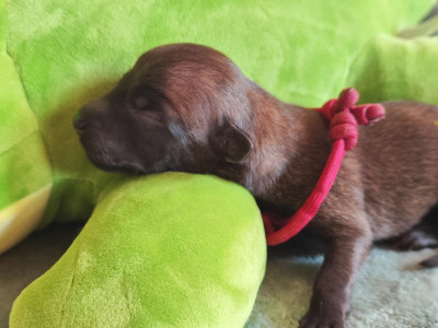 Chiot N°5