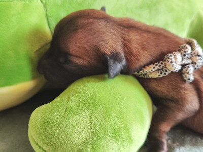 Chiot N°6