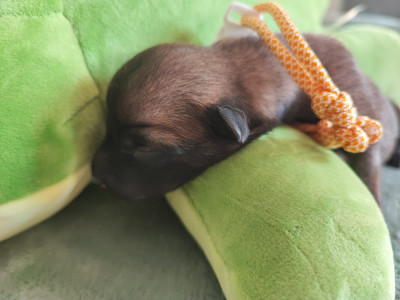 Chiot N°9