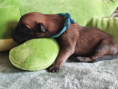 Chiot N°10