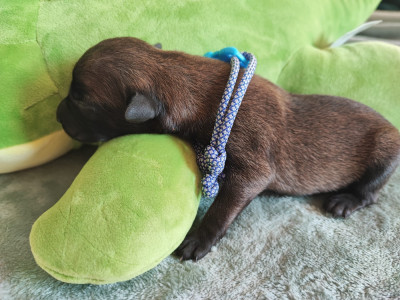 Chiot N°11